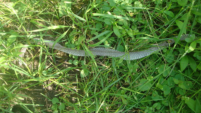 Shed snake skin intwined in the grass.